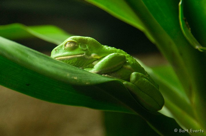 DSC_6943.jpg - The Vancouver Aquarium: exhibition on frogs